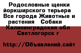 Родословные щенки йоркширского терьера - Все города Животные и растения » Собаки   . Калининградская обл.,Светлогорск г.